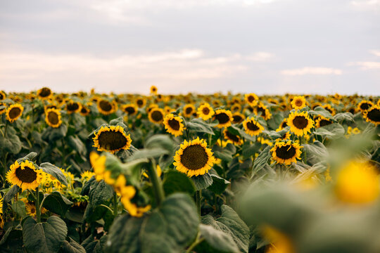 Sunflower field under cloudy sky with soft summer light