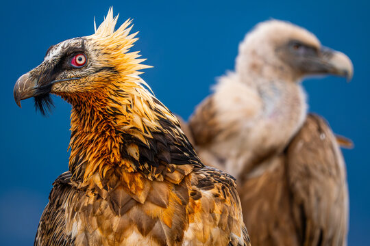 Bearded vulture with griffon vulture in wild portrait