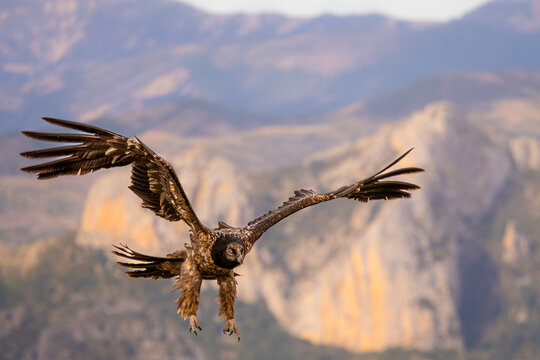 Scavenger bird of prey gliding over rugged mountain valley