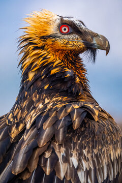 Close-up portrait of a bearded vulture scavenger bird
