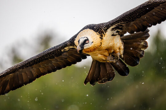 Bearded vulture in flight during rain over blurred forest