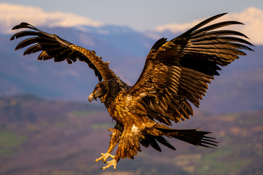 Bearded vulture in flight above mountain landscape at dusk