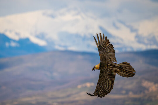 Bearded vulture soaring over mountains in clear sky