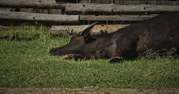Resting black buffalo lying on grass in serene landscape