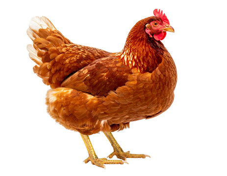 A domestic brown hen and a red-combed rooster are isolated on a white background as farm poultry livestock representing rural agriculture and nature