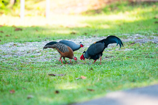 Pair of Siamese Fireback Pheasants Foraging on Green Grass