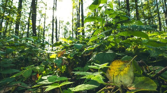 Close-up View On Spider Web And Fallen Leaf. Branches Foliage Turn Yellow Autumn. Summer Autumn Forest Transition Time Lapse. From Summer Green To Autumn Yellow Time-lapse. Forest Wild Raspberries