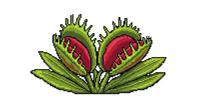 Illustration of a Venus Flytrap Plant with Open Traps.