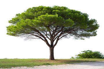 Obraz premium A solitary Mediterranean pine tree stands proudly on a grassy knoll.