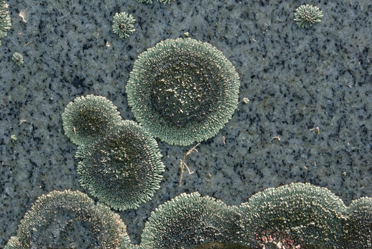 Abstract close-up of textured lichen pattern in nature