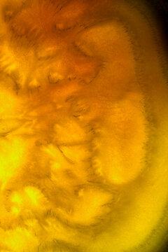Abstract close-up of organic texture in warm hues