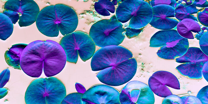 Waterlily pads in a surreal pond panorama
