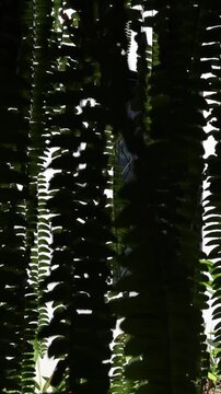 plants ferns plant fern hanging in historic passageway hallway colonial building yard terrace hotel restaurant living wall design horticulture scenic drape hang