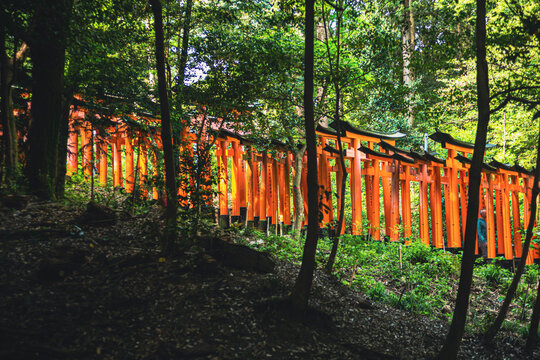  Fushimi Inari Taisha  in Fushimi-ku, Kyoto, Kyoto Prefecture, Japan . Torii gates laying in the forest area on the skirts of a mountain.