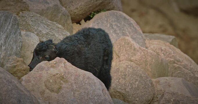 A wild yak calf exploring rocky terrain in its habitat.