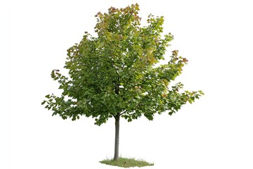 Fototapeta premium A healthy green maple tree stands in isolation on a white background.