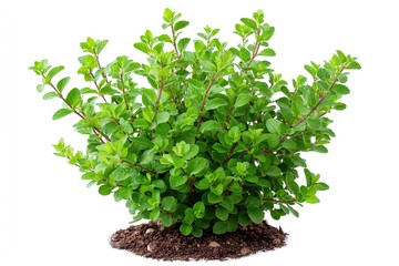 Obraz premium A healthy green oregano plant grows in dark soil against a white background.