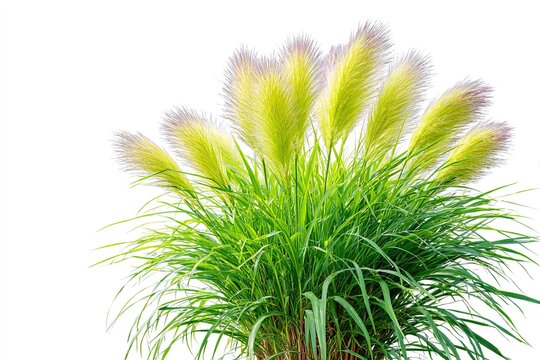 A large, rounded bunch of green grass with soft plumes against white.