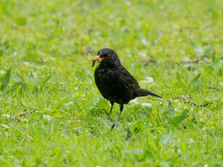 Obraz premium Birds in Spring - Male Blackbird standing in the Grass