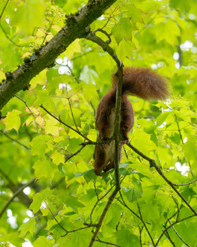 Bio Diversity - Squirrel sitting in the Green Top of a Tree searching for Food - Djungle Look