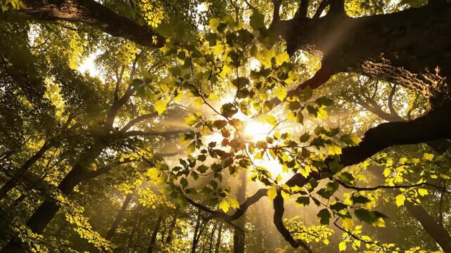 A wide shot of lush green foliage fills the frame. The trunk rises strong, sunlight filters through the dense canopy