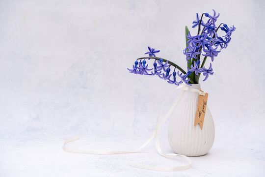 Blue hyacinth flowers in white vase with ribbon indoors