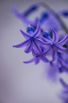 Soft purple hyacinth macro with dreamy pastel bokeh
