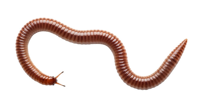 A detailed close up view of a long brown centipede with many segmented legs crawling in a curved shape and moving forward on transparent background. on transparent background
