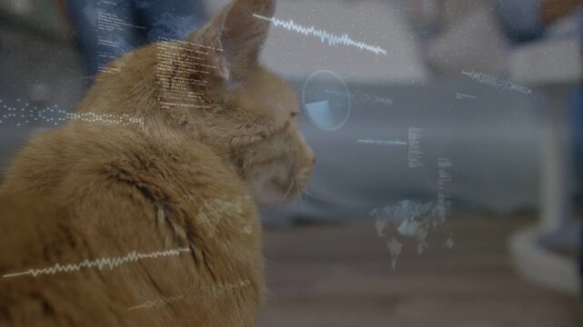 Tabby cat turning head after human leg movement, AR waveform HUD maps appearing for creators