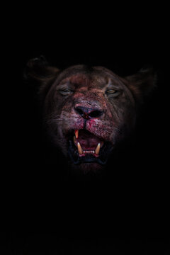 Feral lioness in shadowed darkness with blood and snarl