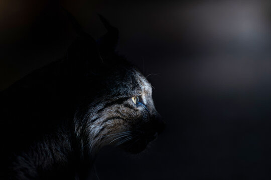 Shadowy lynx portrait in darkness with dramatic lighting