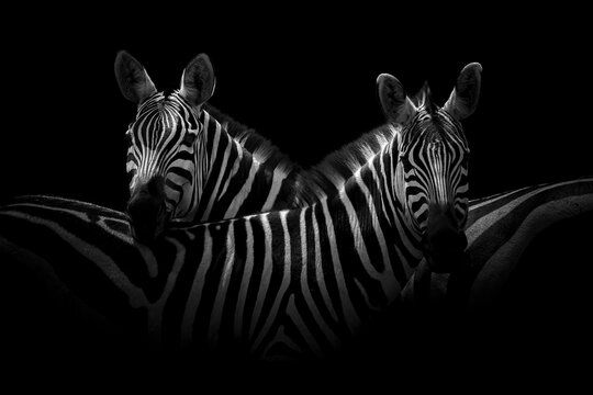 Two zebra in dramatic low light with deep shadow