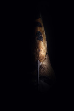 Low key closeup of bird feather in darkness and shadow