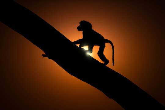 Silhouette monkey on tree branch at dusk with shadow