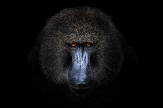 Dramatic baboon portrait in darkness with deep shadows