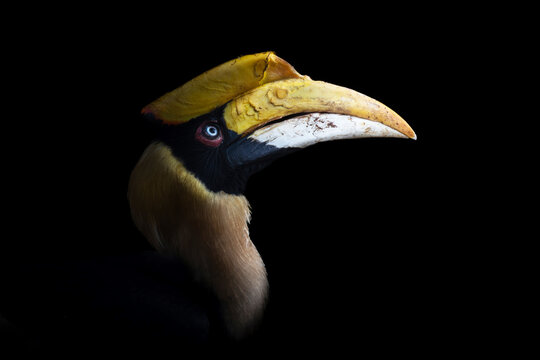 Hornbill portrait in darkness with deep shadows