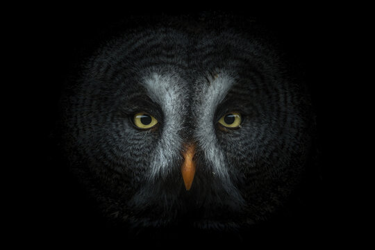Owl portrait emerging from darkness with dramatic shadows