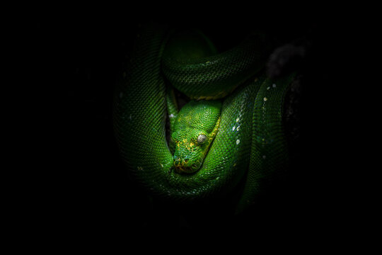Green snake coiled in darkness with dramatic shadows