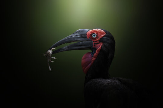 Hornbill portrait in dark forest with moody shadows