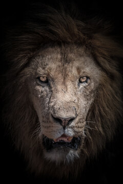 Dramatic lion portrait in darkness with deep shadows