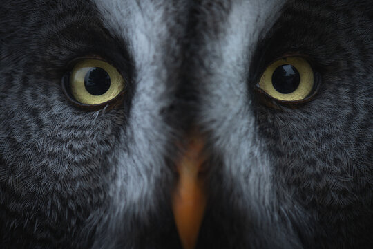 Close-up owl eyes in darkness with dramatic shadows