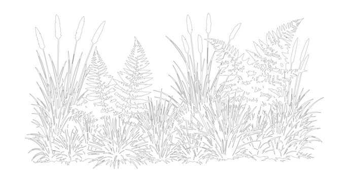 Vintage botanical line art of wild meadow plants, hand drawn garden greenery illustration, minimalist floral sketch with ferns and cattails