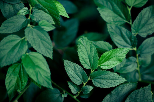 Lush green foliage with detailed leaf textures, Natural background with elegant organic pattern.