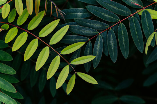Tropical green leaves with vibrant red stems, Dark foliage with deep forest tones and natural texture.