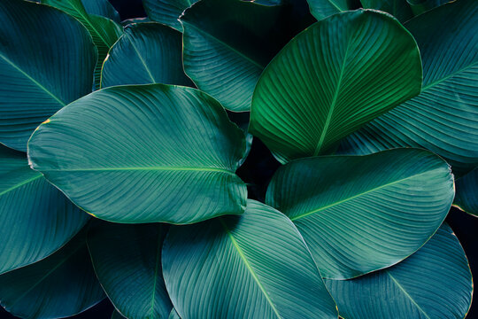 Tropical foliage pattern with deep teal tones and clean natural texture for background.