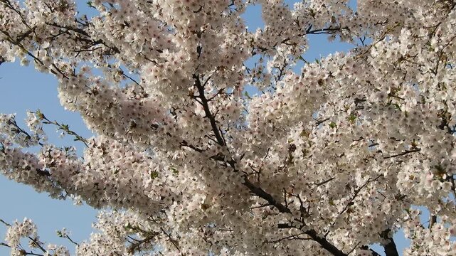 【4K】水面の光に煌めく桜：弘前公園の満開のソメイヨシノ。青森の幻想的な春の風景素材[4K] Glowing Cherry Blossoms at Hirosaki Park: Sakura Reflecting Water Light, Stunning Spring Scenery 撮影日：20260419-7