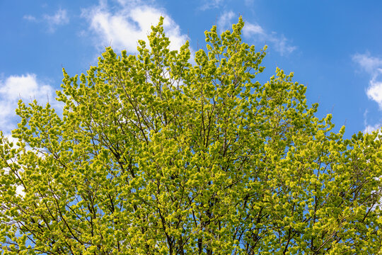Selective focus of Ulmus minor samarae on the tree, Elm flowers in early spring, Elms are deciduous and semi-deciduous trees comprising the flowering plant genus Ulmus in the plant family Ulmaceae.