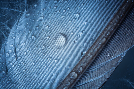 Close-up of dew drops on a blue feather.