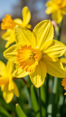Fototapeta premium Bright yellow daffodil flower blooming in spring garden 