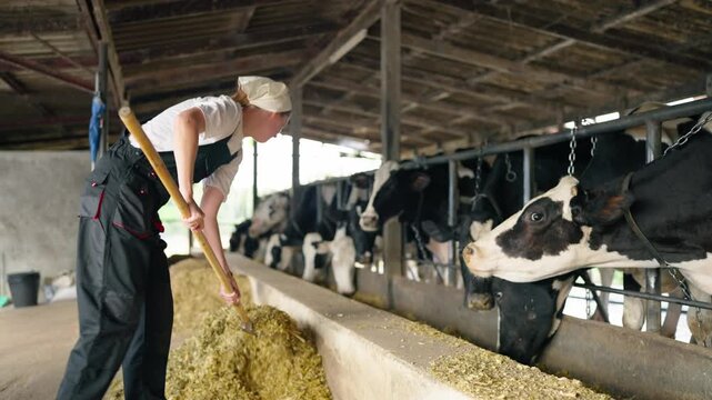 Caucasian young female dairy farmer working in a modern cowshed. 